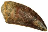 Serrated Raptor Tooth - Real Dinosaur Tooth #297556-1